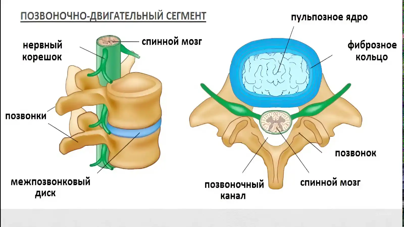 Позвоночник человека - анатомия, позвонки, изгибы и отделы